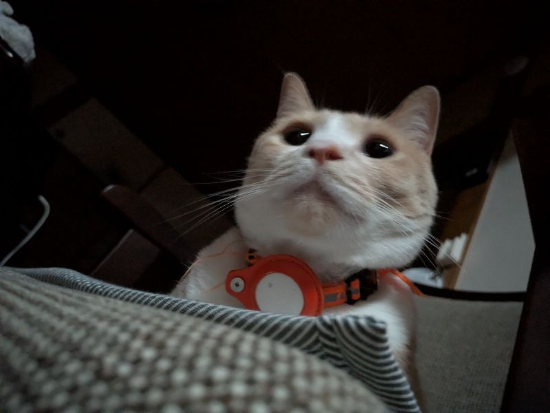 こむぎの写真