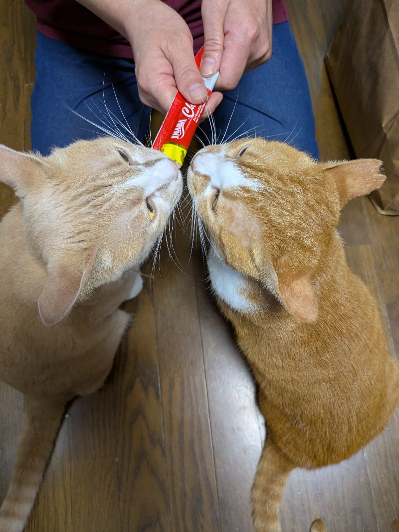 こむぎの写真