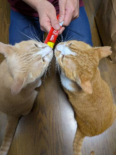こむぎの写真
