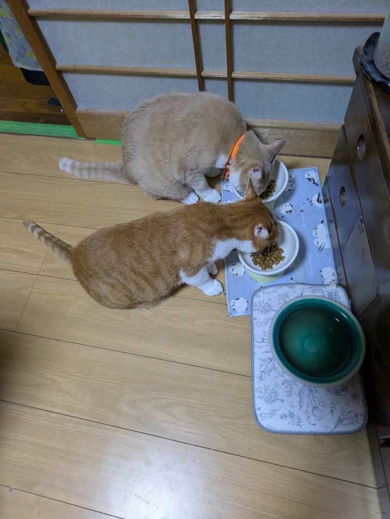 こむぎの写真