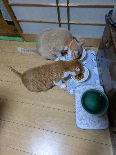 こむぎの写真