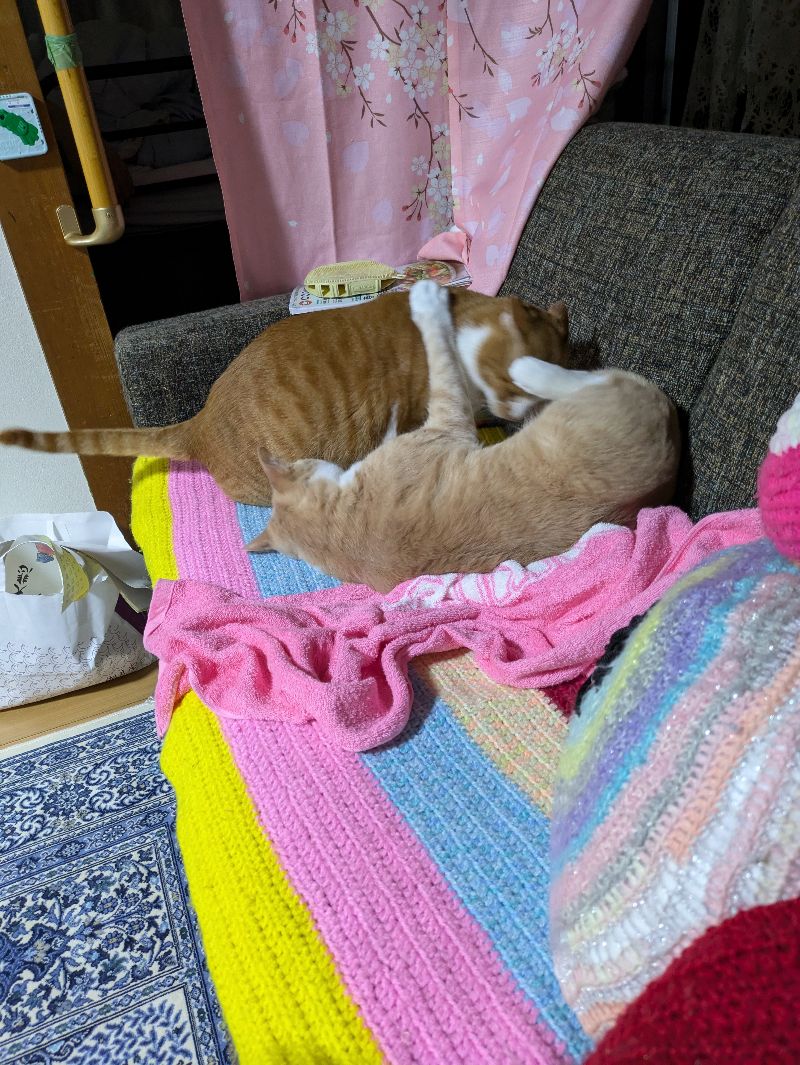 たあ坊の写真