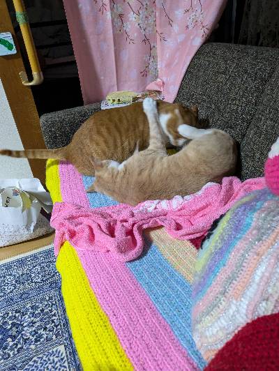 たあ坊の写真