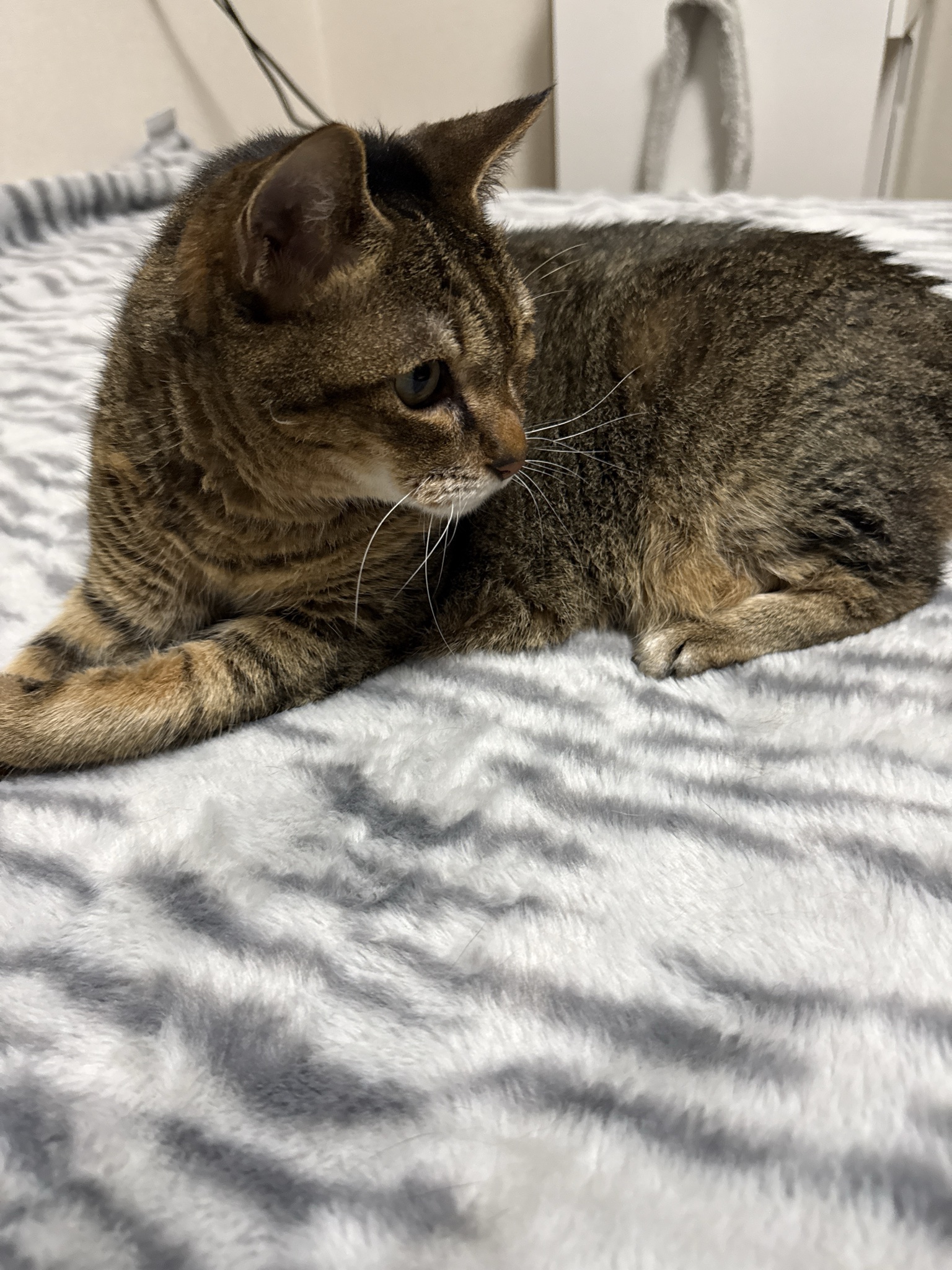 ティアの写真