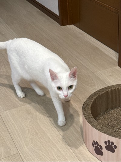 ノア.ユキちゃんの写真