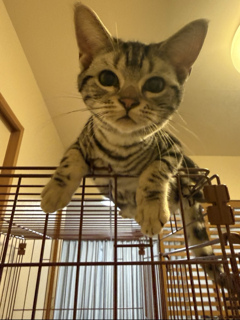 ビスケの写真