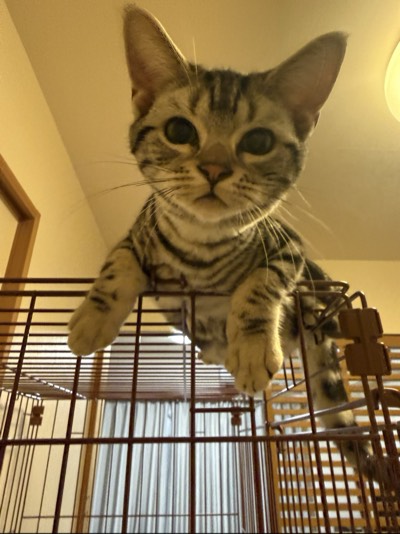 ビスケの写真