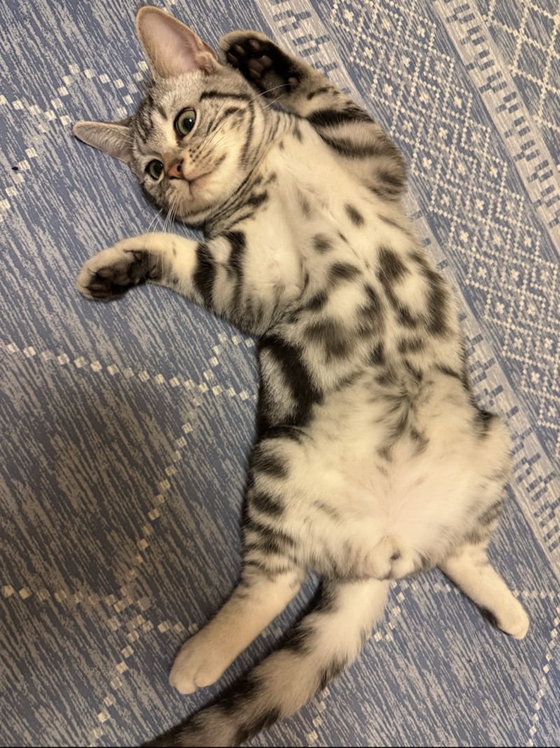ビスケの写真