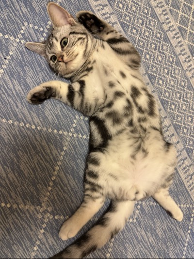 ビスケの写真