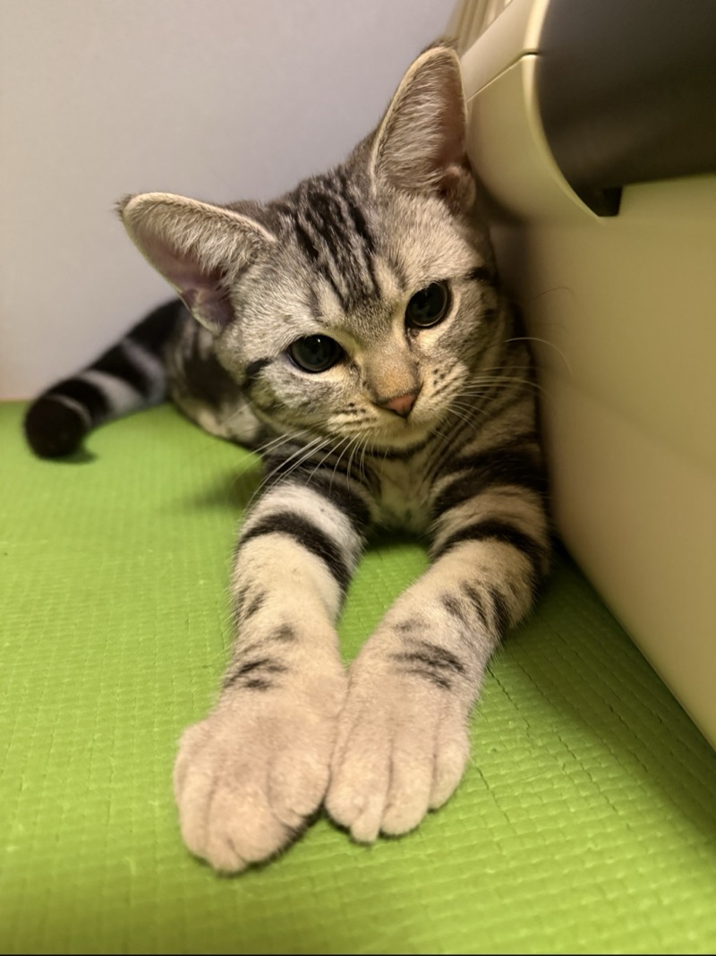 ビスケの写真