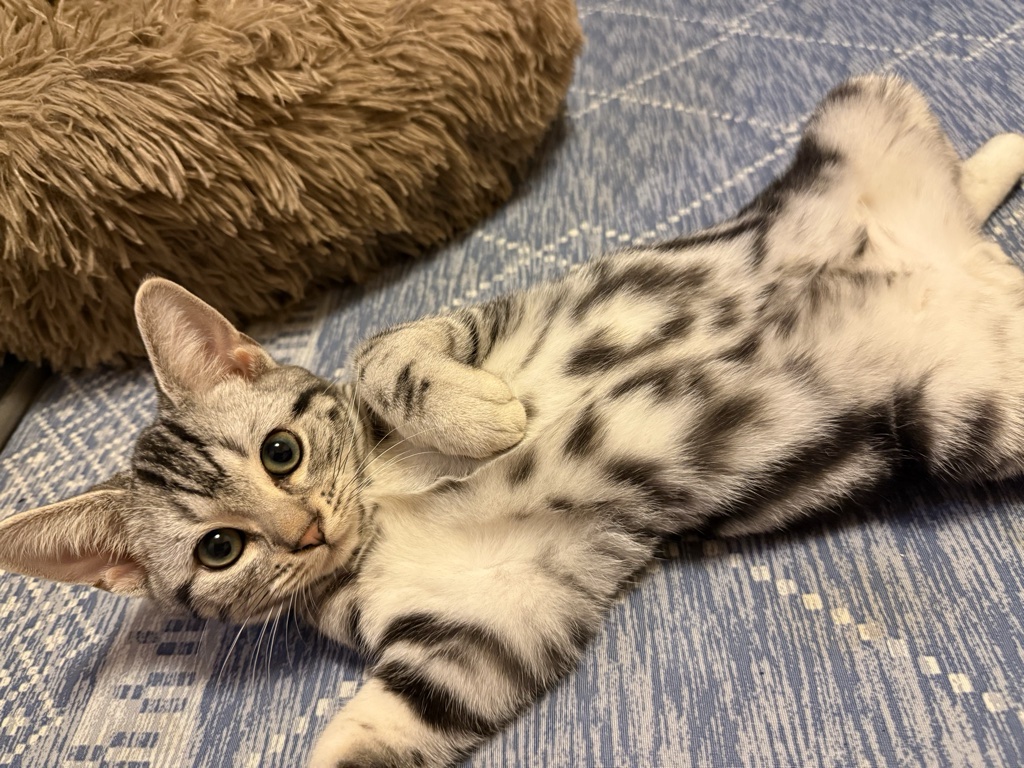 ビスケの写真