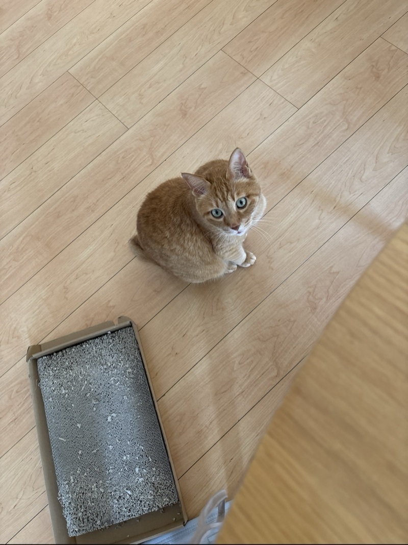 チャコの写真