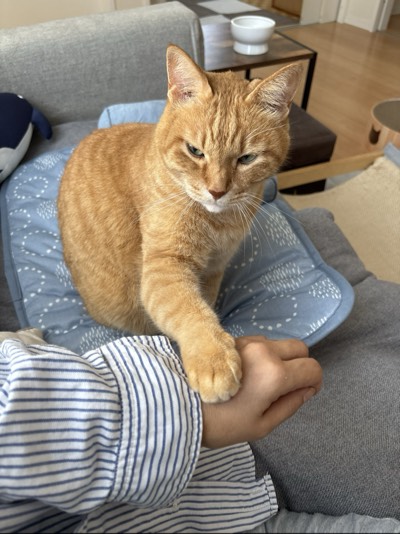 チャコの写真