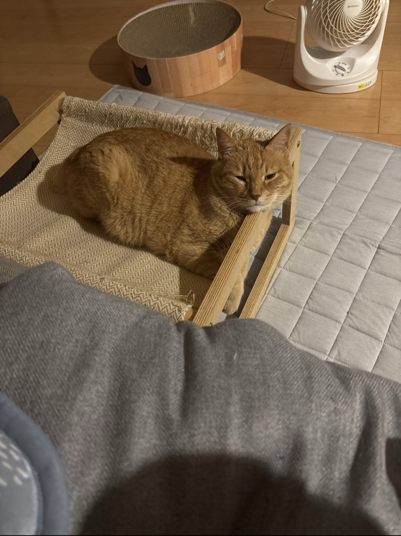 チャコの写真