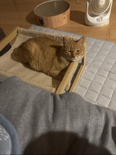 チャコの写真
