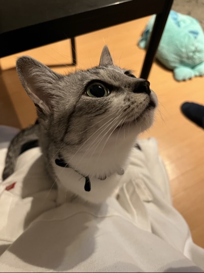 こむぎの写真