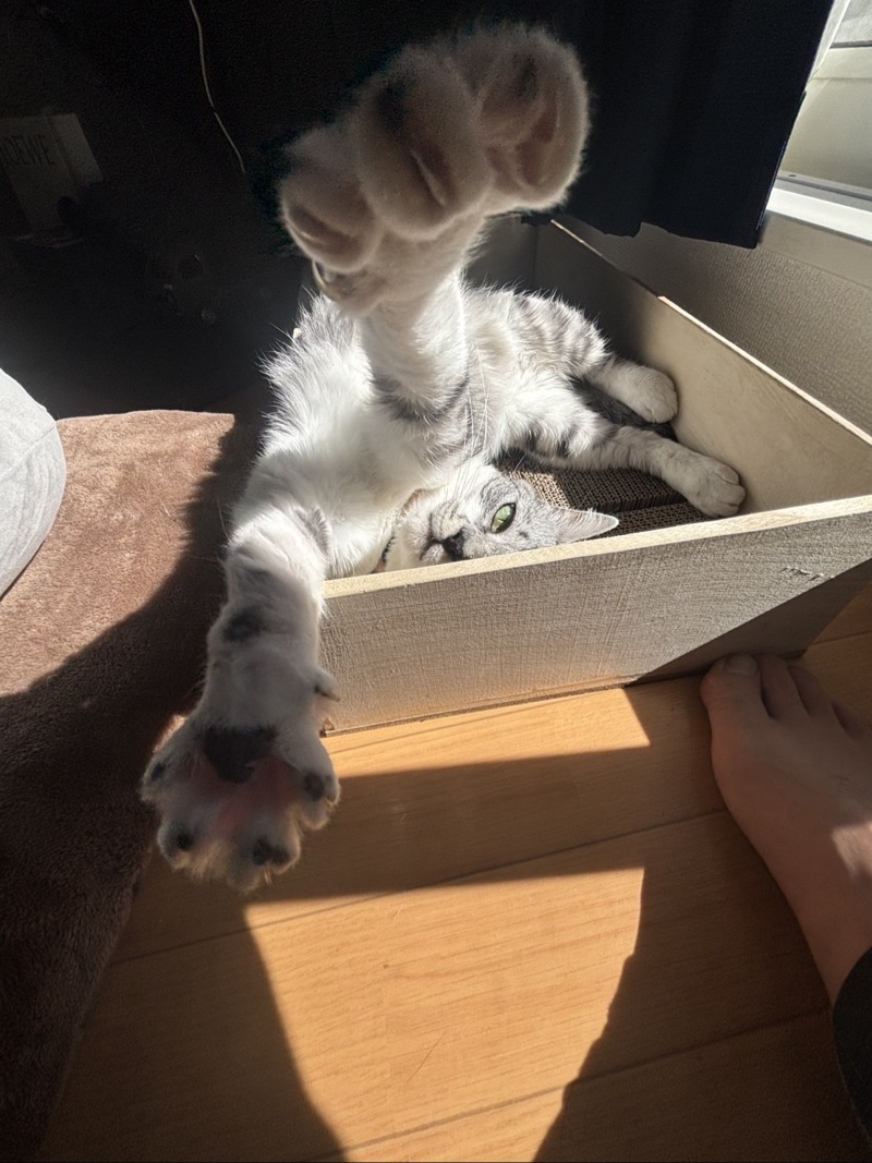 こむぎの写真