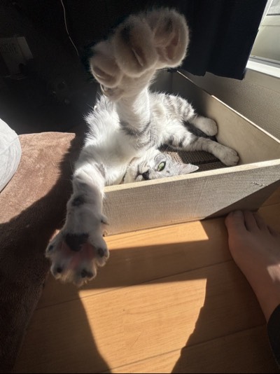 こむぎの写真
