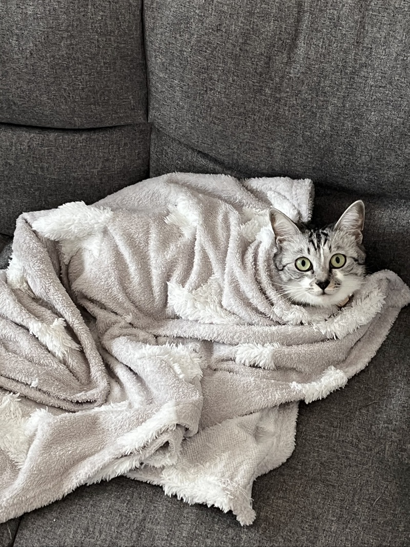 こむぎの写真