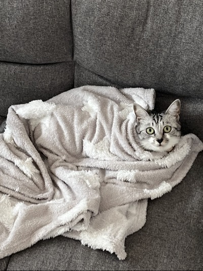 こむぎの写真