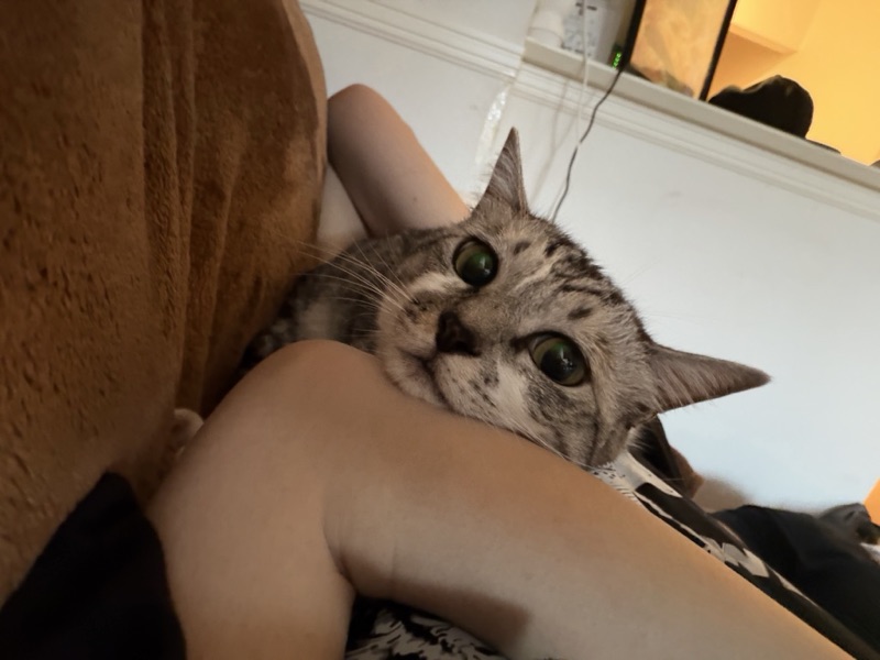 こむぎの写真