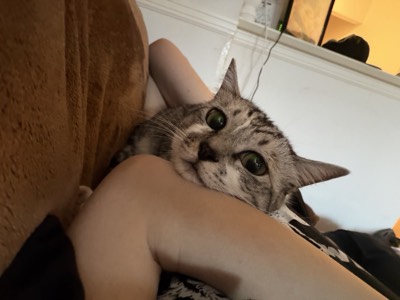 こむぎの写真