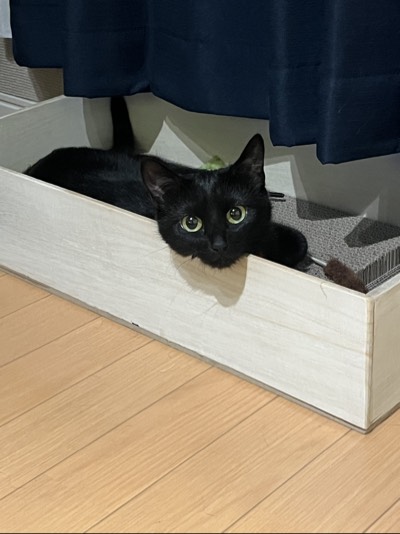あんの写真
