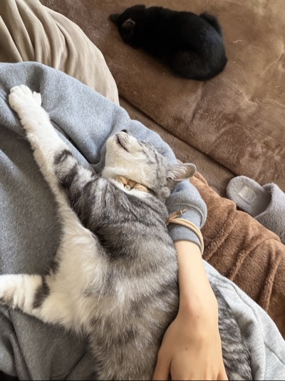こむぎの写真