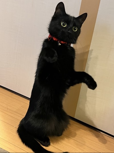 あんの写真